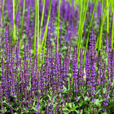 Bloomique - Set van 3 - Salvia Nemorosa Ostfriesland - Salie - Paarse Bloemen - Tuinplanten - Winterhard - Hoogte 10-20 cm - Pot 9x9 cm