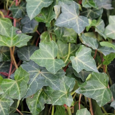 Klimop - Hedera hibernica 50-60 cm