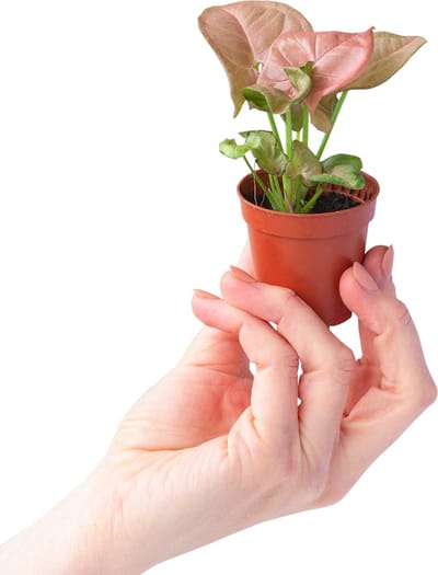 PLNTS - Baby Syngonium Neon - Kamerplant - Kweekpot 6 cm - Hoogte 10 cm