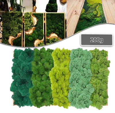 Geconserveerd Mos Voor Knutselprojecten - Mos In 5 Verschillende Soorten - 200g Voor Mosfoto's - Geconserveerd Decoratief Mos Voor Knutselprojecten, Als Decoratie Of Om Mee Te Knutselen