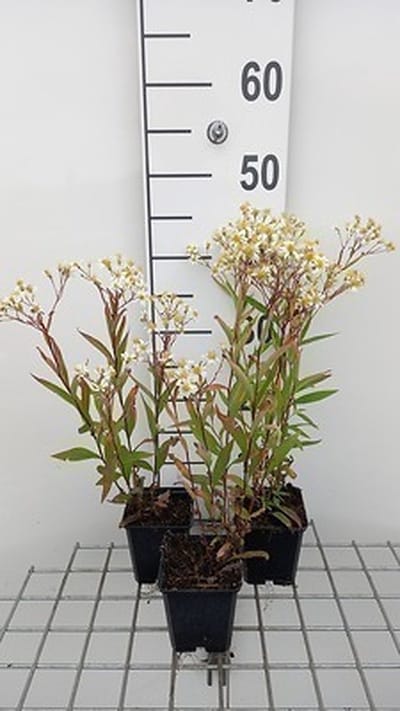 6x Aster - Aster umbellatus 'Weisser Schirm' | 9x9 cm pot