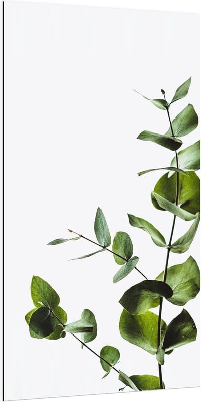 Dibond - Plant voor Witte Muur - 100x200cm Foto op Aluminium (Wanddecoratie van metaal)