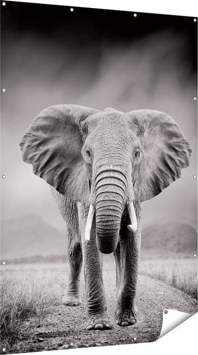 Gards Tuinposter Olifant - Zwart Wit - 120x180 cm - Tuindoek - Tuindecoratie - Wanddecoratie buiten - Tuinschilderij