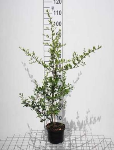 Pyracantha cocc. 'Red Column' - Vuurdoorn 60-80 cm | pot
