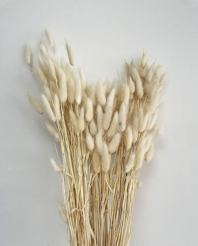 Pluizig Lagurus Gras in Ivoor voor Droogbloemen Boeketten en Interieurdecoratie