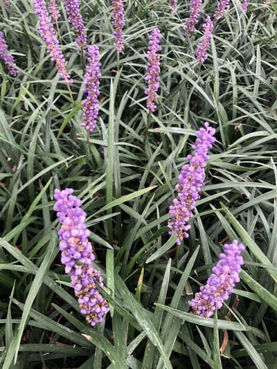 6x Leliegras - Liriope muscari | 9x9 cm pot