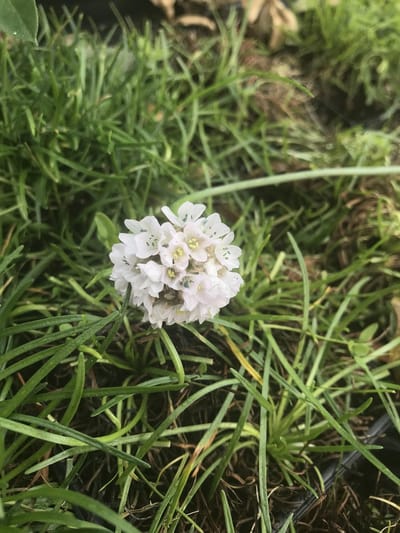 6 x Armeria maritima 'Alba' - Engels gras, strandkruid - P9 Pot (9 x 9cm) - Dima Vaste Planten