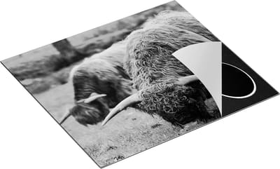 Chefcare Inductie Beschermer Twee Schotse Hooglanders Koeien Grazen Gras - Zwart Wit - 60x50 cm - Afdekplaat Inductie - Kookplaat Beschermer - Inductie Mat