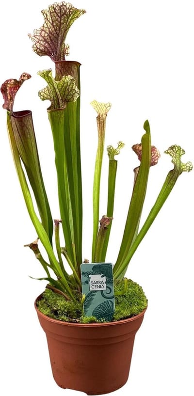 Plantenboetiek.nl | Sarracenia Judith Hindle - Ø12cm - 30cm hoog - Kamerplant - Groenblijvend