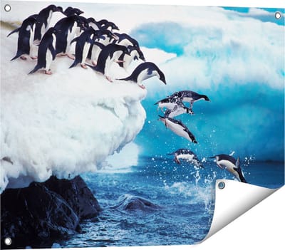 Gards Tuinposter Kudde Pingu�ns Springen vanaf een Rots - 80x60 cm - Tuindoek - Tuindecoratie - Wanddecoratie buiten - Tuinschilderij