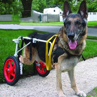 Honden Rolstoel - Hulpmiddel Achterpoten - Ondersteuning Mobiliteit - Verstelbaar Aluminium Frame - Voor Grote Honden - Zilver