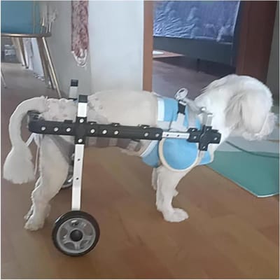 Huisdier Rolstoel - Hond Kat - Mobiliteit Assisteren - Verstelbaar Ontwerp - 2-Wiel - Zilver
