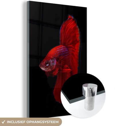 MuchoWow® Glasschilderij 120x180 cm - Schilderij acrylglas - Vis - Dieren - Rood - Foto op glas - Schilderijen