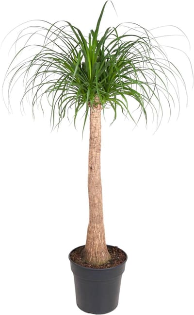 Flessenboom (Beaucarnea stam) kamerplant schaduw/ half-schaduw - 120 cm - ø32