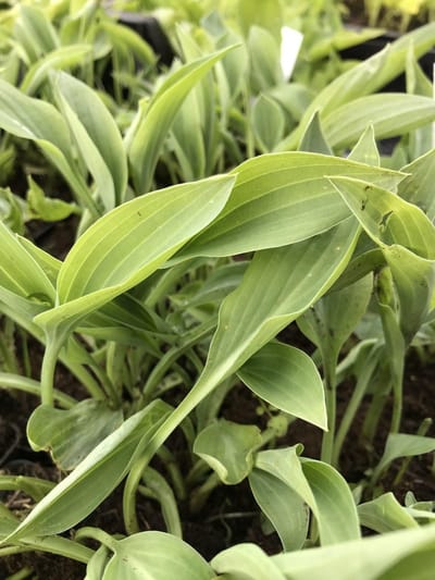 6 x Hosta 'Beauty Little Blue' (Mini) - Hartlelie - P9 Pot (9 x 9cm) - Dima Vaste Planten