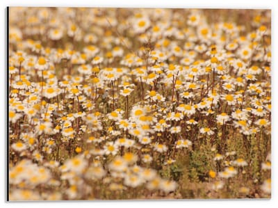 Dibond - Veld vol met Madeliefjes  - 40x30cm Foto op Aluminium (Met Ophangsysteem)