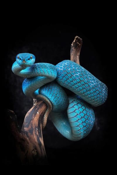 Azure Serpent- Kristal Helder Galerie kwaliteit Plexiglas 5mm. - Blind Aluminium Ophang-frame - Luxe wanddecoratie - Fotokunst - professioneel verpakt en gratis bezorgd