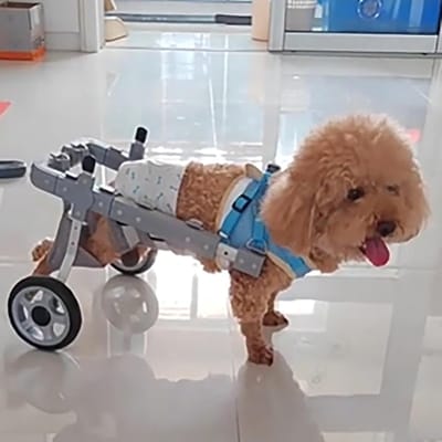Huisdieren Rolstoel - Mobiliteitshulp Honden - Revalidatie Huisdieren - Verstelbaar Ontwerp - XS - Zilver