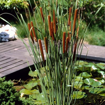 Bloomique - Set van 6 - Typha Latifolia - Grote Lisdodde - Rietsigaar - Vijverplanten - Winterhard - Vijverzone 2-3 - Hoogte 15-25 cm - Pot 9 cm
