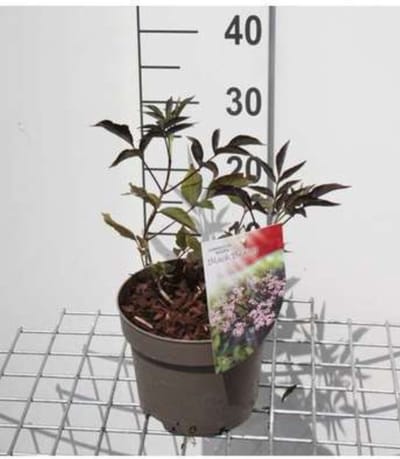 2 x Sambucus nigra 'Black Beauty'® ( 'gerda'®) - Donkerpaarse Vlier 30- 40 cm in pot