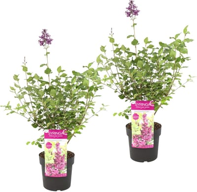 Bloomique - Syringa Bloomerang Dark Purple - Sering - Paarsbloeiend - Tuinplanten - Winterhard - Hoogte 40-50 cm - Pot 19 cm