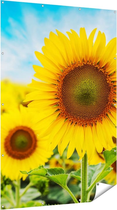 Gards Tuinposter Zonnebloemen Veld - 120x180 cm - Tuindoek - Tuindecoratie - Wanddecoratie buiten - Tuinschilderij