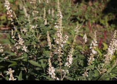 2 x Vitex agnus-castus 'Albus' - Monnikenpeper, Kuisheidsplant, Boom Van Het Heilige Lam 30- 40 cm in pot