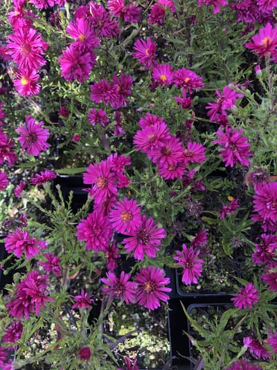 6x belgii 'Royal Ruby' - Herfstaster - Aster novi | 9x9 cm pot