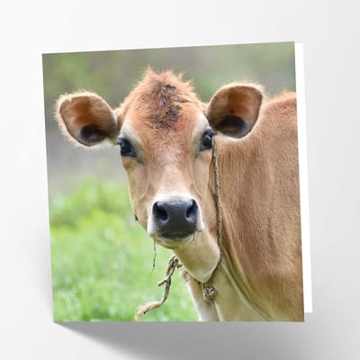 Wenskaart Leeg met Friese Koe Illustratie - Duurzaam en Hoogwaardig Papier