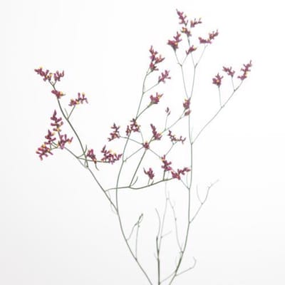 25x Lim.scarlet diamond 60cm