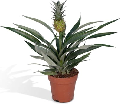 Hello Plants Bromelia Ananasplant - Ø 12 cm - Hoogte: 30 cm - Kamerplant