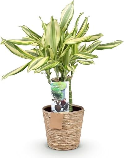 Drakenboom Plant - Groene Kamerplant - Interieur Decoratie - Onderhoudsvriendelijk - 50-55 cm - Groen