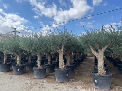 Sunny Tree - Boom - Olijfboom - Vertakte olijfboom - Koroneiki - Groenblijvend - 40 jaar oud- 220 cm - Winterhard