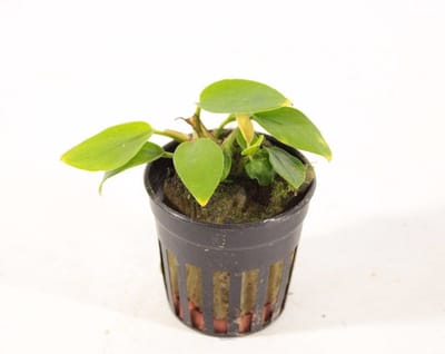 Aquaflora Anubias Nana Golden | in 5 cm pot