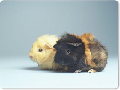 Muismat Cavia - Twee kleine cavia's muismat rubber - 23x19 cm - Muismat met foto