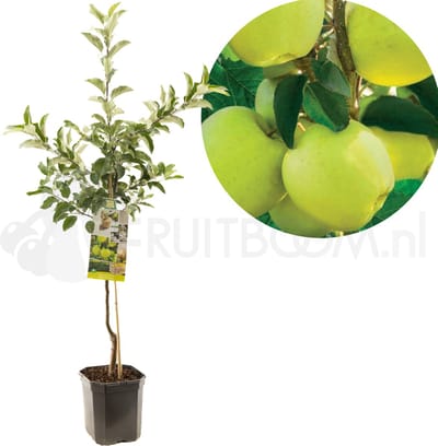 Appelboom Malus domestica Golden Delicious - Gele handappel