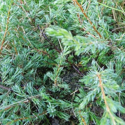 JUNIPERUS COMMUNIS 'REPANDA' - Jeneverbes 25-30 cm in pot