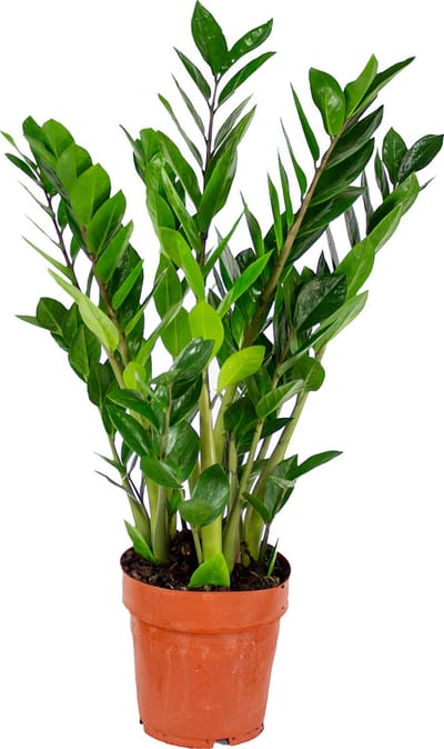 Bloomique - Zamioculcas Zamiifolia - Kamerpalm - ZZ Plant - Kamerplanten - Luchtzuiverend - Zeer Gemakkelijk in onderhoud - Hoogte 50-60 cm - Pot 17 cm