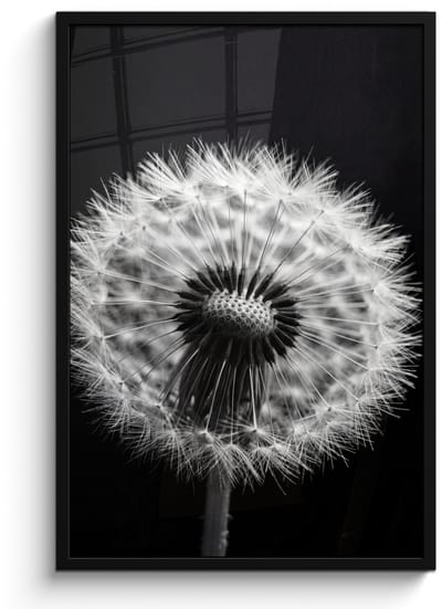 Poster in lijst - Fotolijst 60x90 cm - Posters - Paardenbloem - Zwart - Wit - Posterlijst zwart - Decoratie - Wanddecoratie woonkamer - Muurdecoratie slaapkamer