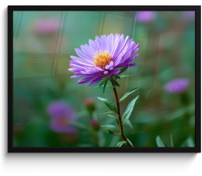 Poster in lijst - Fotolijst 70x50 cm - Posters - Aster - Paars - Bloem - Blaadjes - Posterlijst zwart - Decoratie - Wanddecoratie woonkamer - Muurdecoratie slaapkamer