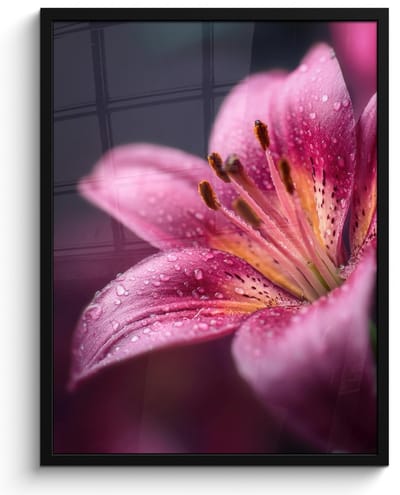 Poster in lijst - Fotolijst 50x70 cm - Posters - Roze - lelie - Dauwdruppels - Posterlijst zwart - Decoratie - Wanddecoratie woonkamer - Muurdecoratie slaapkamer