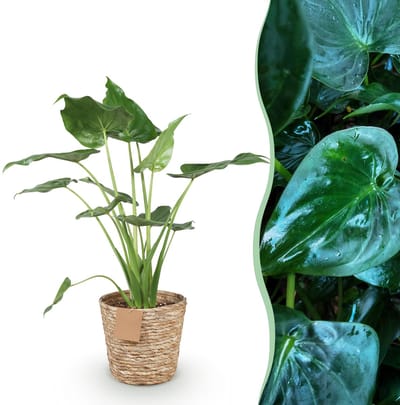 Plantenboetiek.nl | Green is... Alocasia Cucullata - Boeddha,s hand - Weinig onderhoud - met mand - Groen - Ø21cm - 65-70cm hoog - Kamerplant - Groenblijvend
