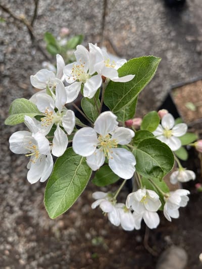 Malus hybr. 'Red Sentinel' - Sierappel 60- 80 cm in pot