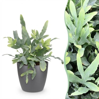 Green boutiQ - Kamerplant - Phlebodium aureum Blue Star - Blauwe Varen - Huisdiervriendelijke Plant - Blauw - 1 Plant - met Potter Grijs - Pot 12cm - Hoogte 25cm
