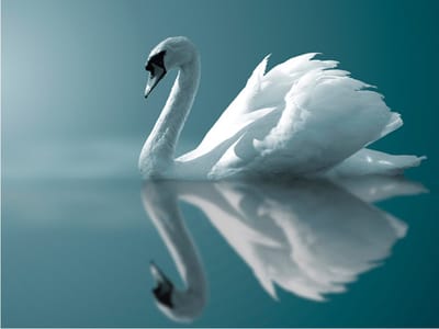 Fotobehang - Witte zwaan.