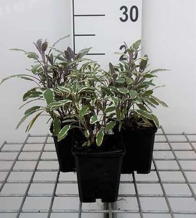 6x Struiksalie - Salvia off. 'Tricolor' | 9x9 cm pot
