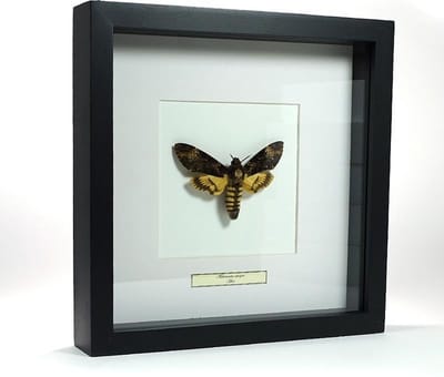 Opgezette doodshoofd vlinder in lijst - Acherontia atropos