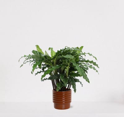 Calathea Blue Grass in luxe sierpot Liam Terra – luchtzuiverende kamerplant – pauwenplant – living plant - 35-45cm - Ø13 – geleverd met plantenpot – vers uit de kwekerij