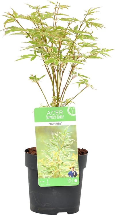 Bloomique - Acer Palmatum Butterfly - Japanse Esdoorn - Bont Blad - Tuinplanten - Winterhard - Hoogte 20-30 cm - Pot 10,5 cm