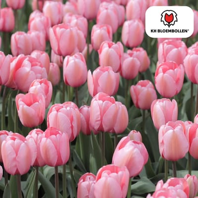 Tuinplantenshop.com | Tulpenbollen 'Apricot Delight' | 20 Stuks | Roze Apricot Tulp - Ø5cm - 30-50cm hoog - Bloembol - Tuinplant